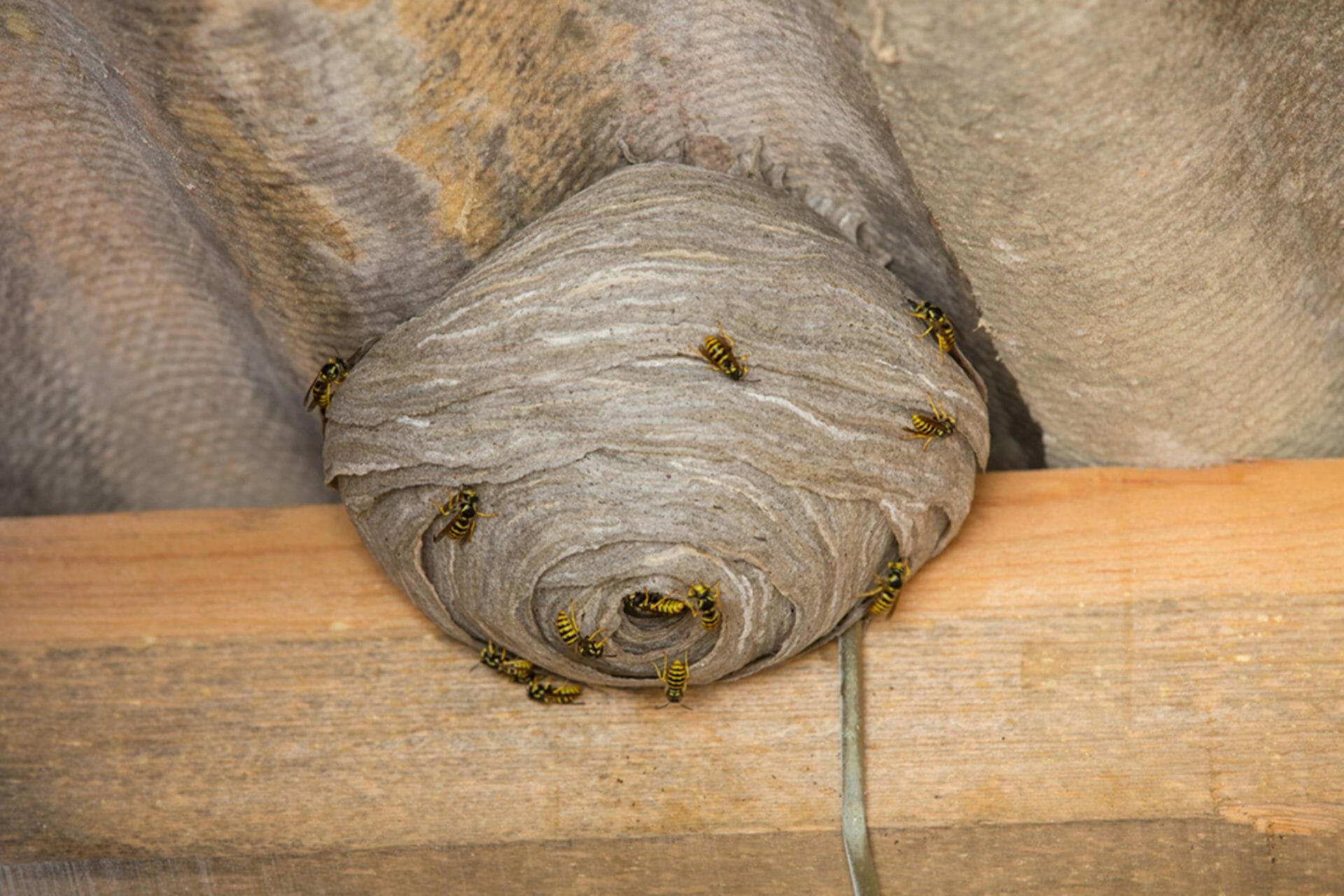 Yellow Jacket Control Image